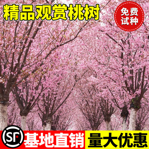 桃树风景树别墅大树大型观赏树室外绿化庭院