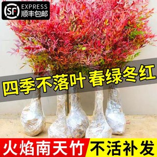 火焰南天竹盆栽客厅树苗室内植物盆景室外庭院耐寒竹子苗花卉绿植