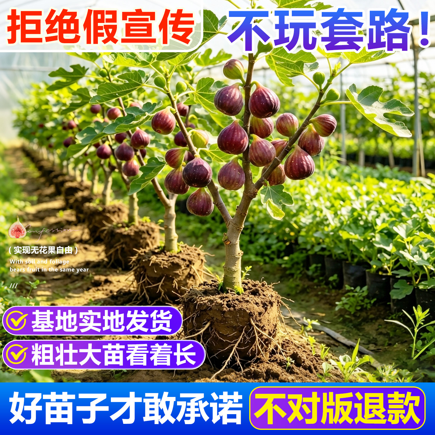 【好评优选】全网热卖果树图片