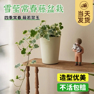 常春藤雪莹盆栽绿植室内客厅常青藤好养活耐阴净化空气大花盆植物