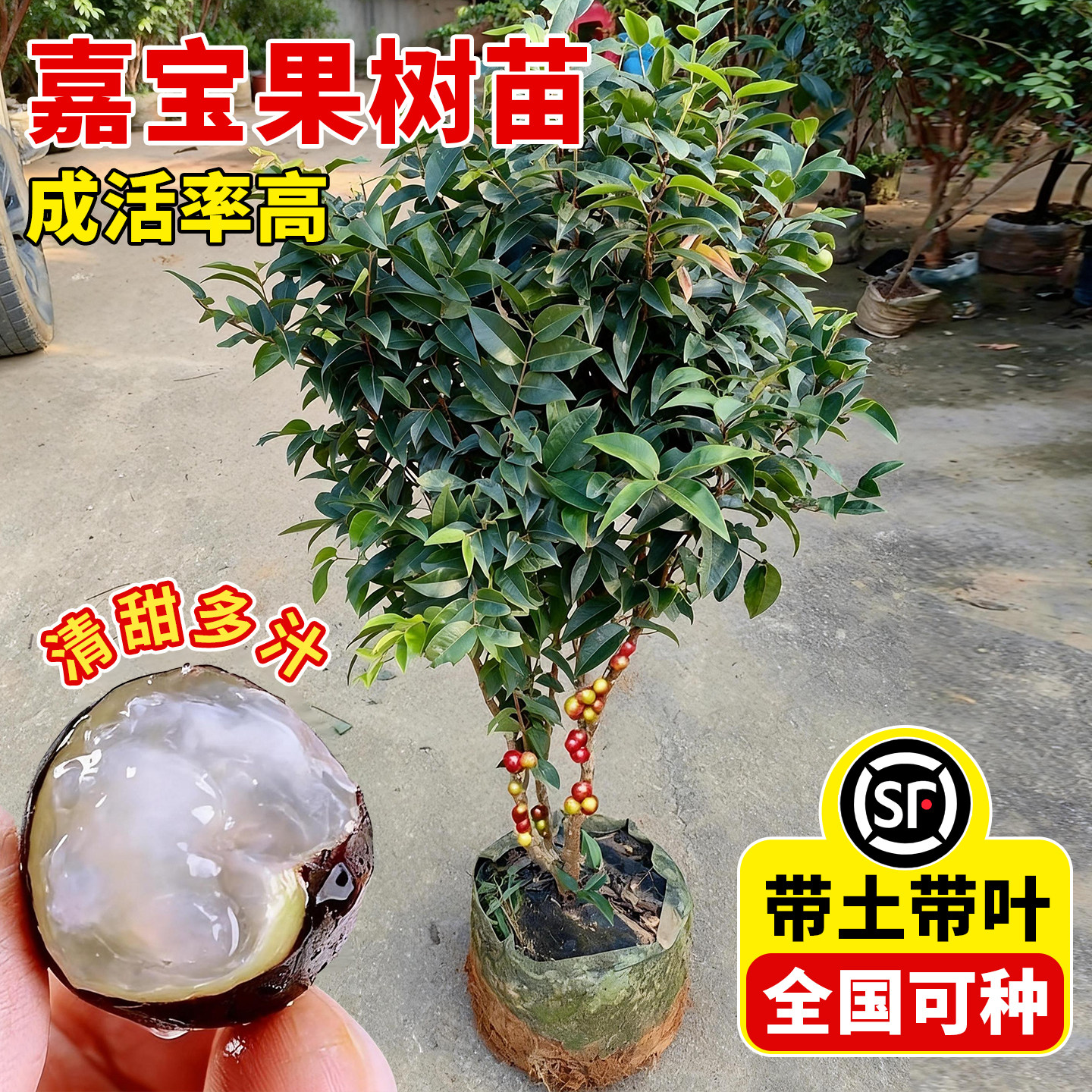 壹植当年结果嘉宝果特大苗图片