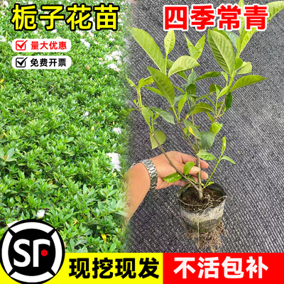 栀子花树苗盆栽小苗四季开花重瓣大叶浓香型小叶庭院室外绿化地栽
