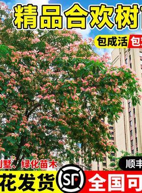合欢花树苗合欢绒花树行道风景大树耐寒地栽盆栽庭院栽种工程树苗