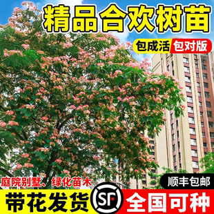 合欢花树苗合欢绒花树行道风景大树耐寒地栽盆栽庭院栽种工程树苗