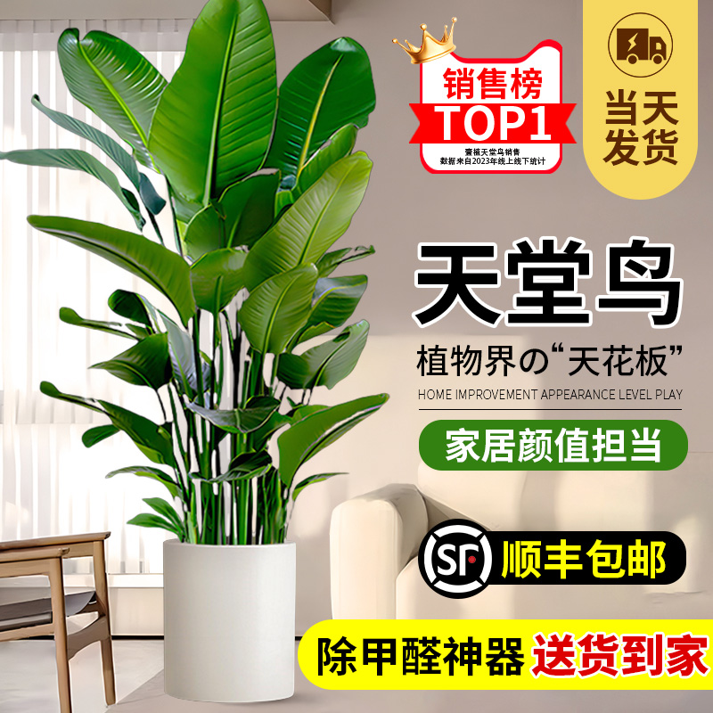 天堂鸟客厅绿植大型盆栽办公室内大叶植物四季真花卉鹤望兰吸甲醛