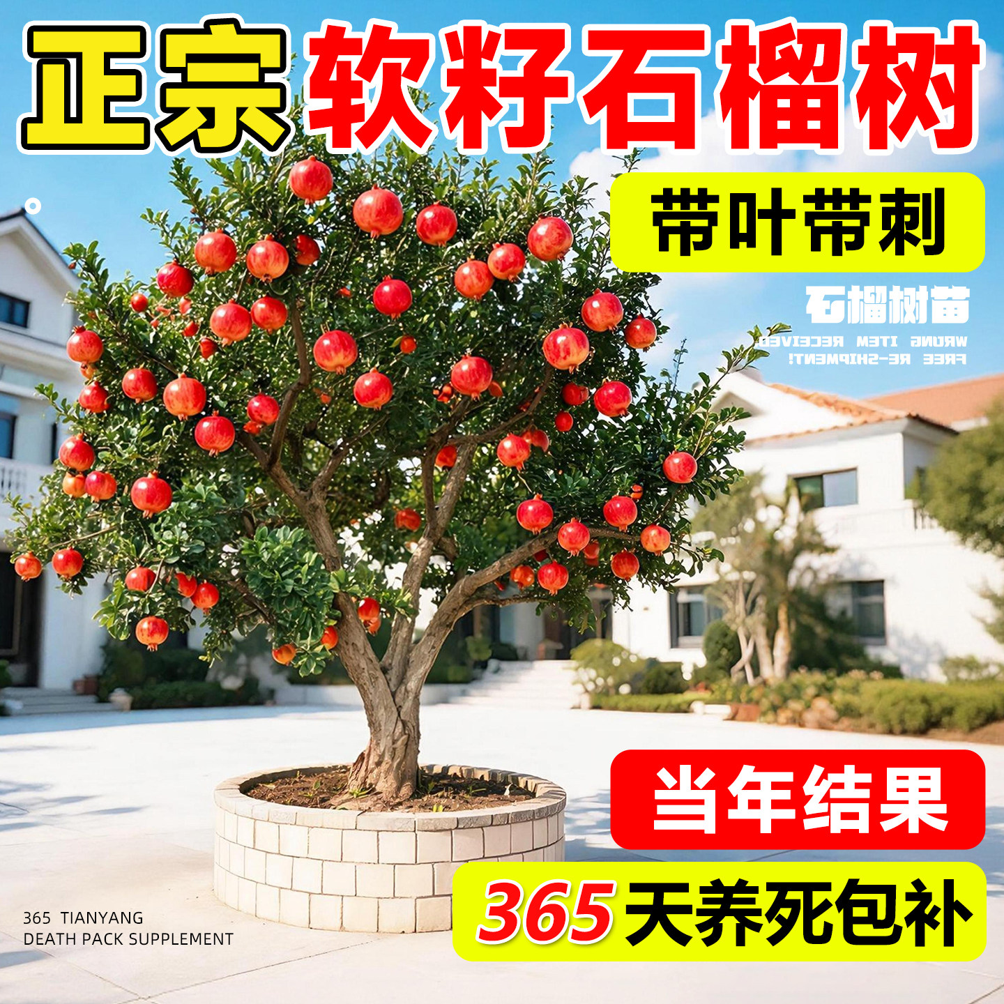 石榴树树苗正宗突尼斯软籽嫁接水果树果苗庭院盆栽地栽南北方种植