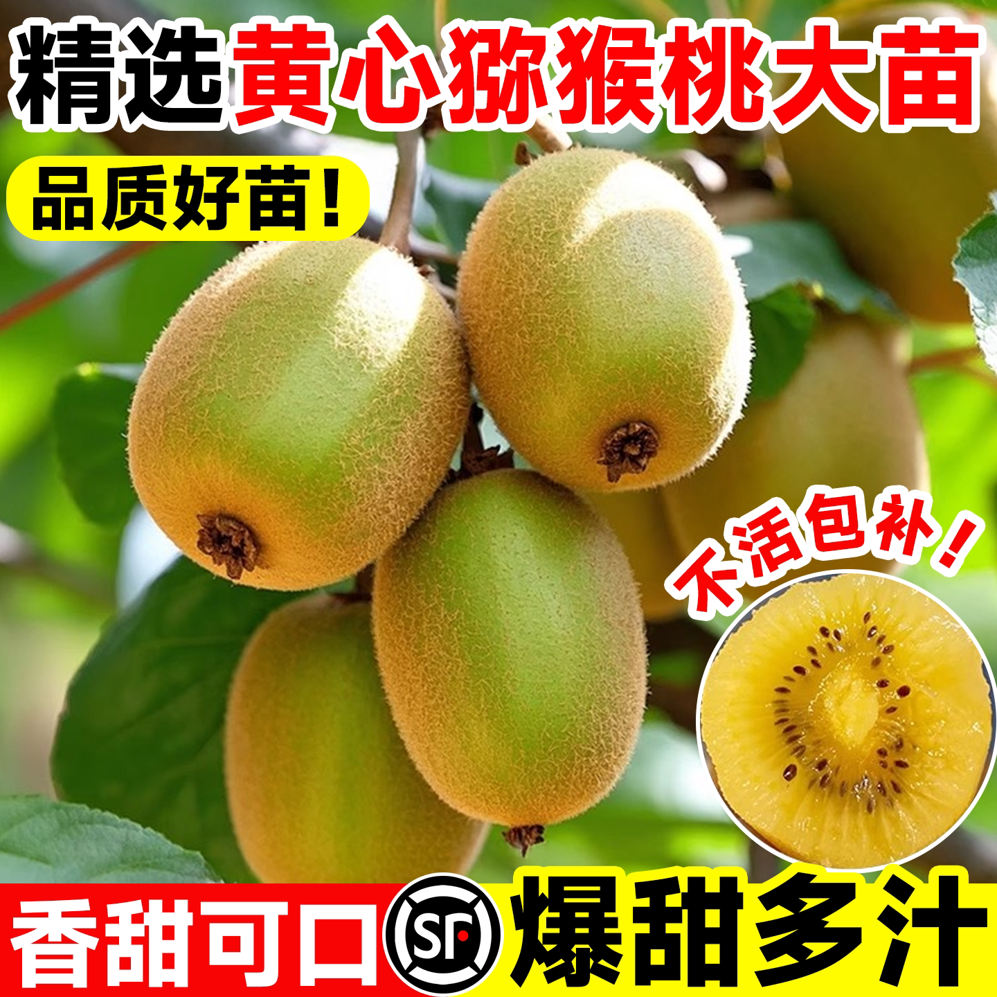猕猴桃树果苗黄心绿心软枣全国种图片