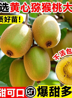 正宗猕猴桃树果苗红心徐香特大嫁接雌雄同株庭院盆栽地栽当年结果