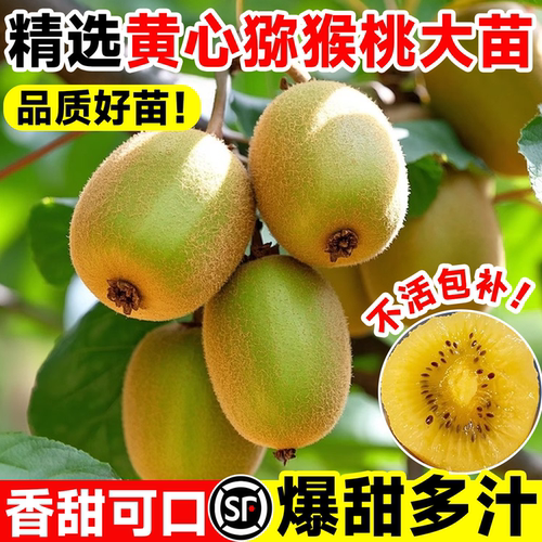 猕猴桃树果苗黄心绿心软枣全国种