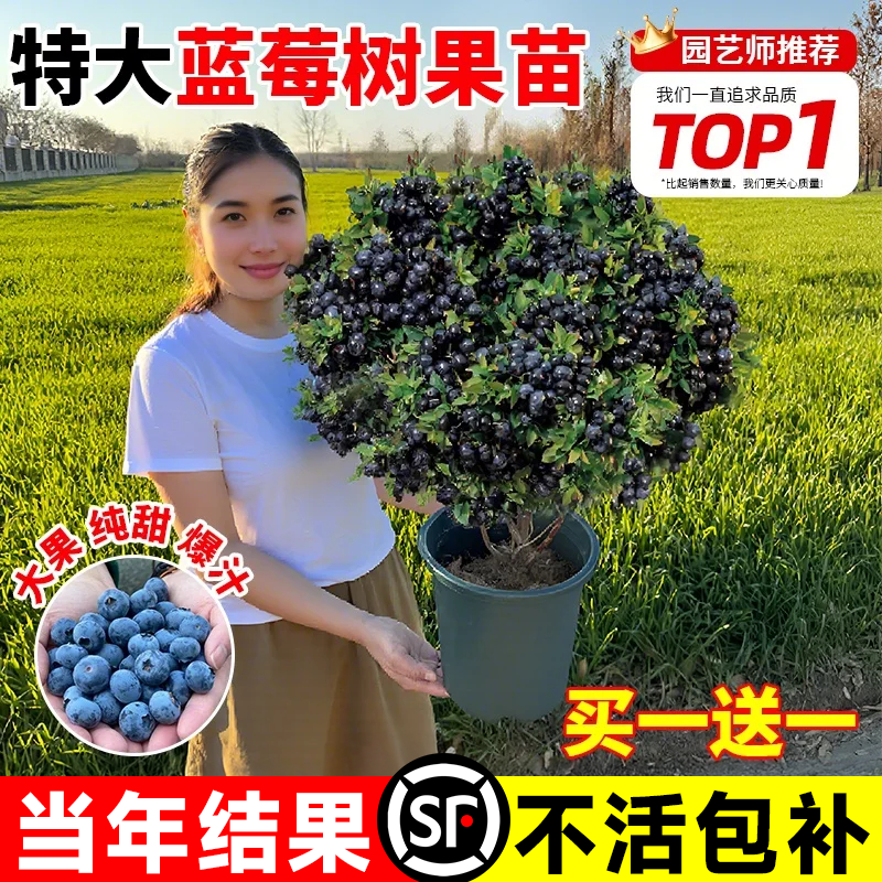 蓝莓树果苗盆栽特大号L25花香蓝莓当年结果北方带果子发货果树苗