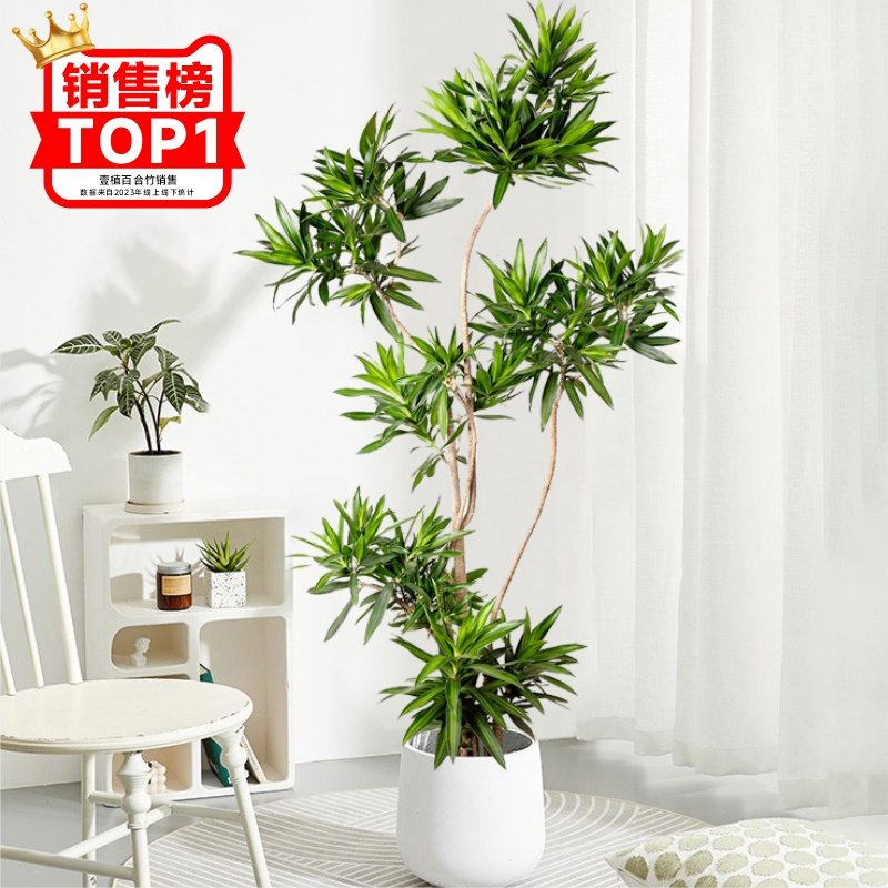 金心百合竹四季绿植室内摆放盆栽图片
