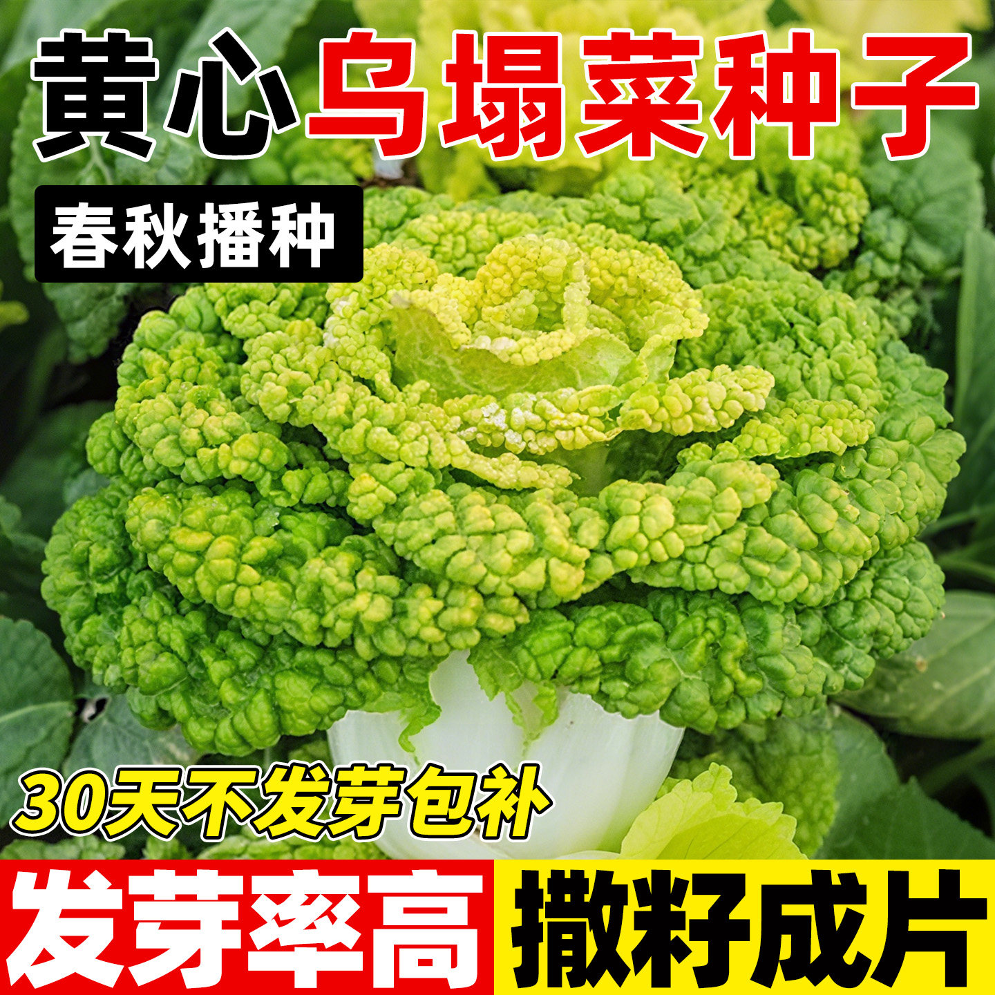 黄心乌塌菜种子高发芽率春秋播耐寒易活四季高产蔬菜种籽农家阳台
