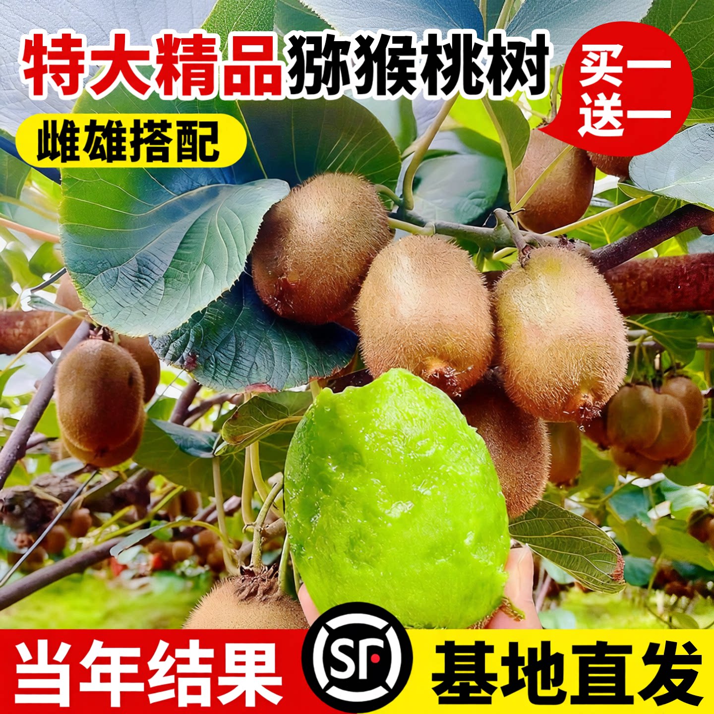 猕猴桃树果苗南北方种植当年结果图片