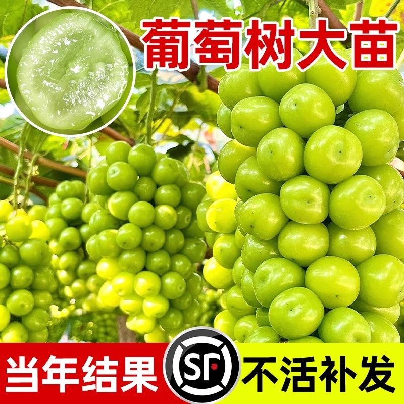 阳光玫瑰葡萄树巨峰无籽大果树果苗盆栽庭院爬藤南北方耐寒种植苖,鲜花速递/花卉仿真/绿植园艺,果树,淘宝优惠券,粉丝福利购,淘宝优惠卷