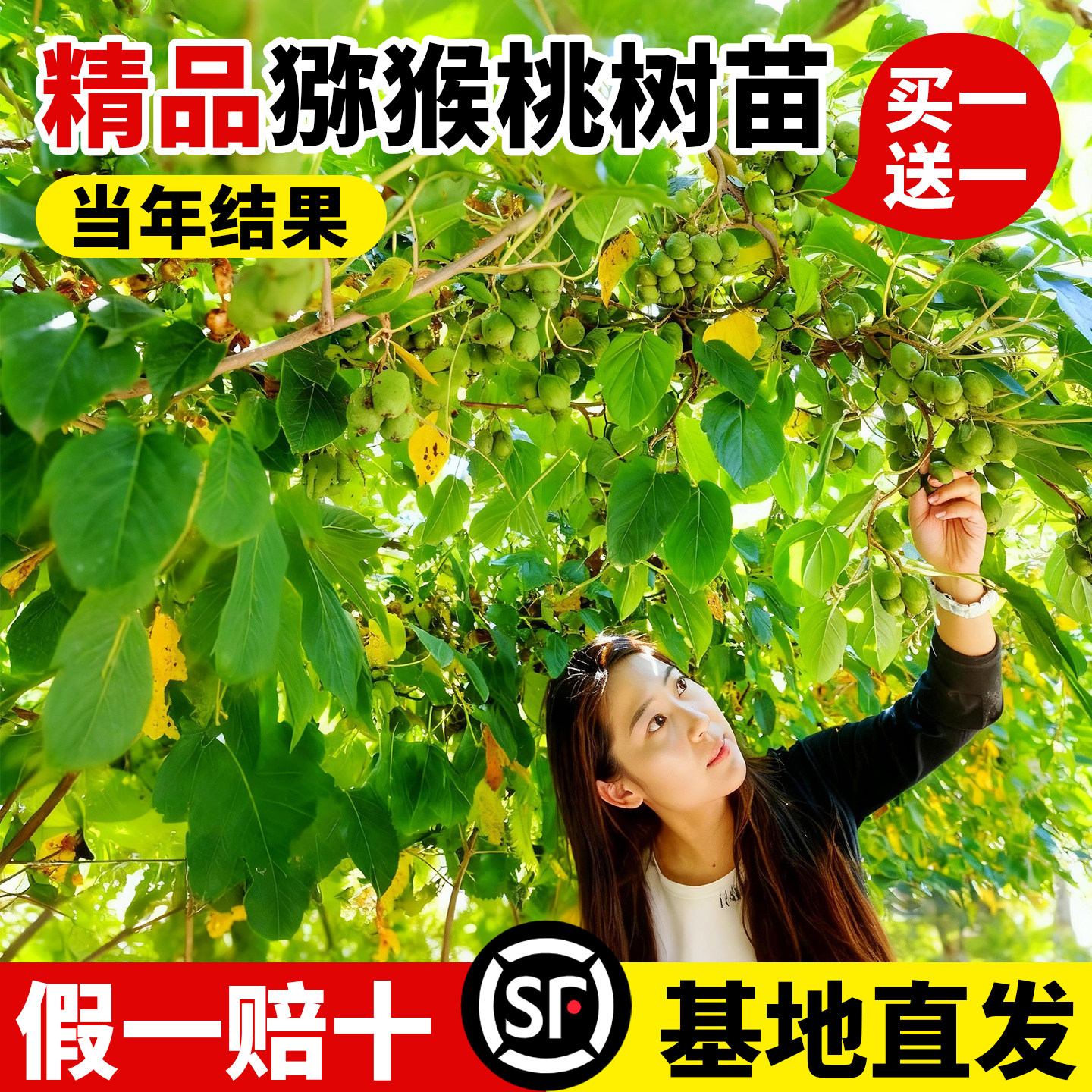 猕猴桃树果苗南北方种植当年结果图片