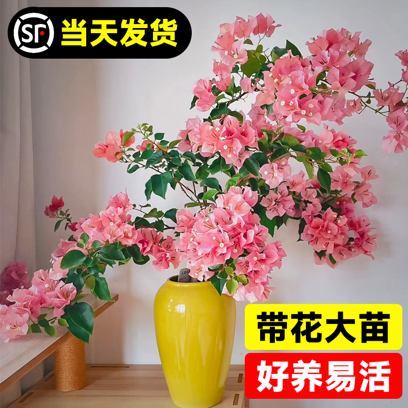 三角梅盆栽带花苞发货漳红樱