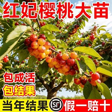 樱桃树果苗大樱桃苗红妃车厘子