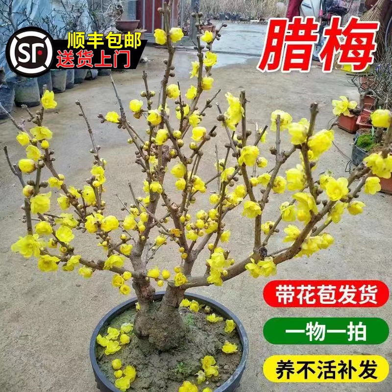 腊梅花树苗盆栽室内浓香老桩盆景