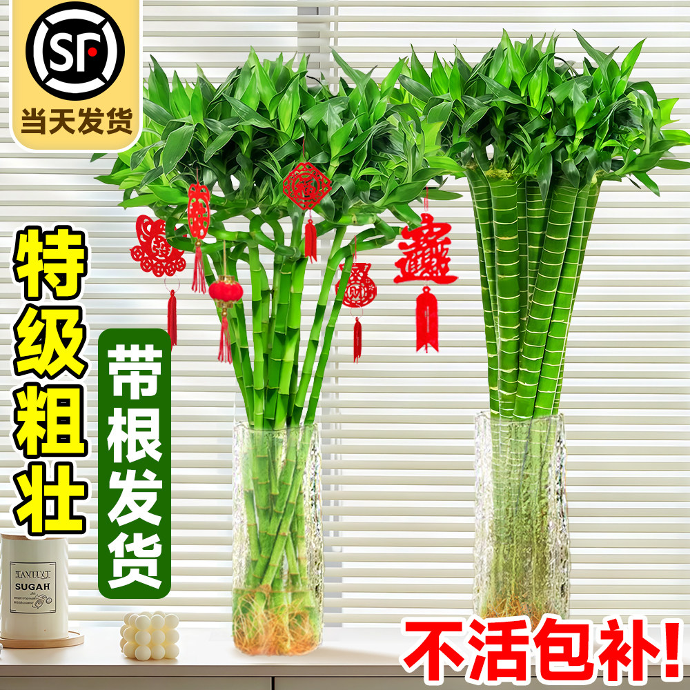 水培植物富贵竹转运竹室内客厅办公桌绿植盆栽文昌竹龙竹好养客厅,鲜花速递/花卉仿真/绿植园艺,绿植,淘宝优惠券,粉丝福利购,淘宝优惠卷