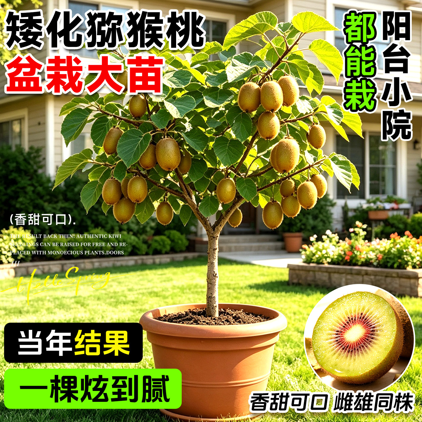 多品种猕猴桃苗盆栽地栽南北可种图片