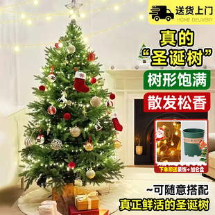真圣诞树活的大小型挪威云杉真树圣诞节松树室内外绿植小香松盆栽