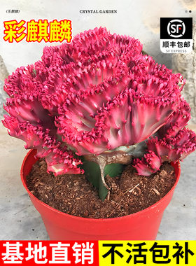 玉麒麟盆栽带根多肉植物招财树盆景彩麒麟龙骨植物净化空气好养活