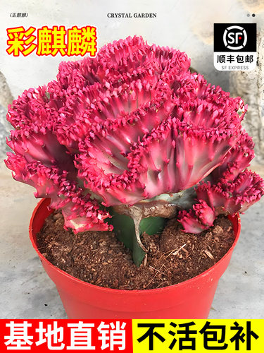 玉麒麟盆栽带根多肉植物招财树盆景彩麒麟龙骨植物净化空气好养活