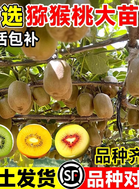 正宗猕猴桃树果苗雌雄同株红心绿心软枣嫁接南北四季种植盆栽地栽