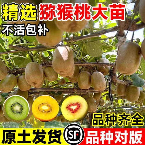 猕猴桃树果苗南北方种植品种齐全