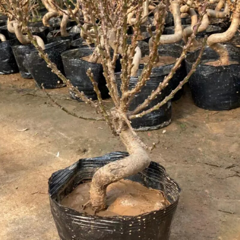 桃花盆栽带花苞老桩苗重瓣寿星桃树盆景室内外庭院真活苗桃花树苗