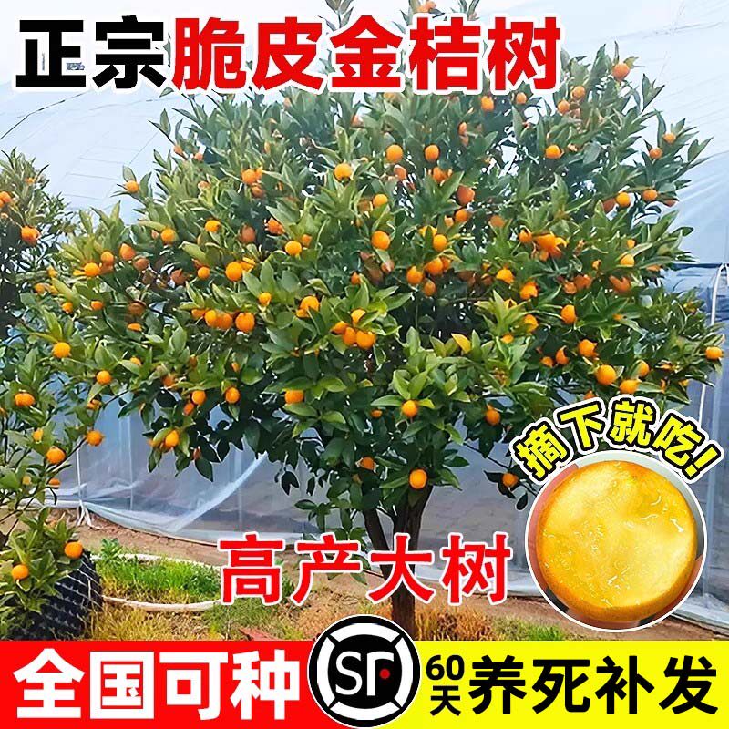 脆皮金桔树盆栽庭院果树