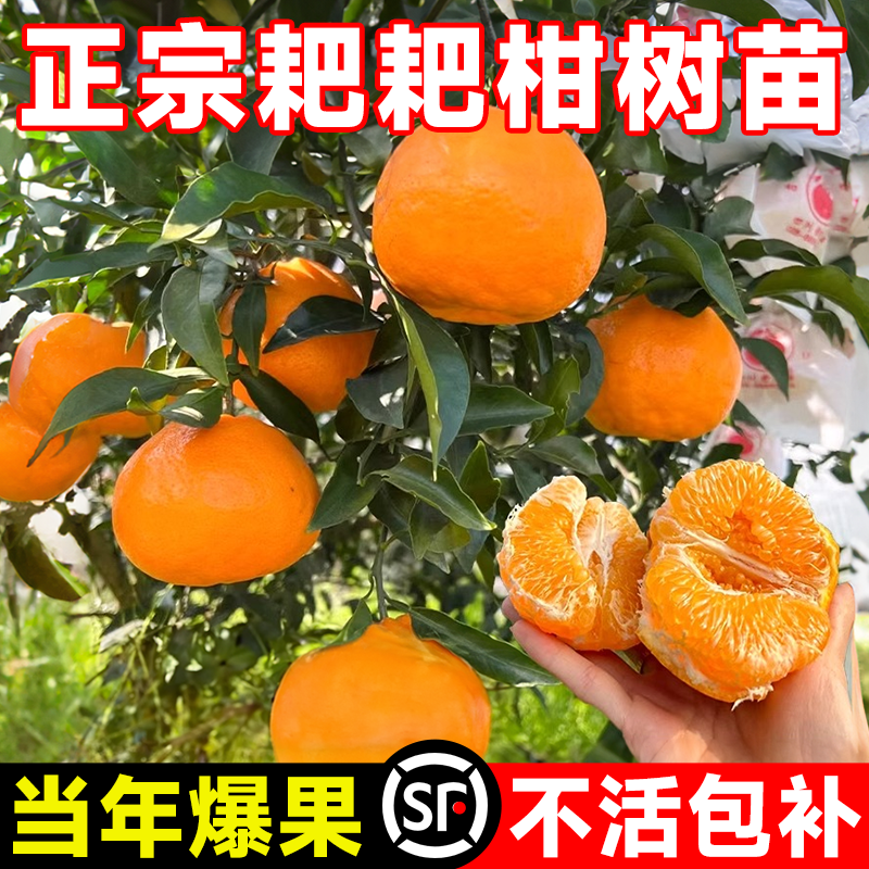 耙耙柑树苗正宗四川春见粑粑柑四季种植杷杷柑树苗盆栽橘子树果苗,鲜花速递/花卉仿真/绿植园艺,果树,淘宝优惠券,粉丝福利购,淘宝优惠卷