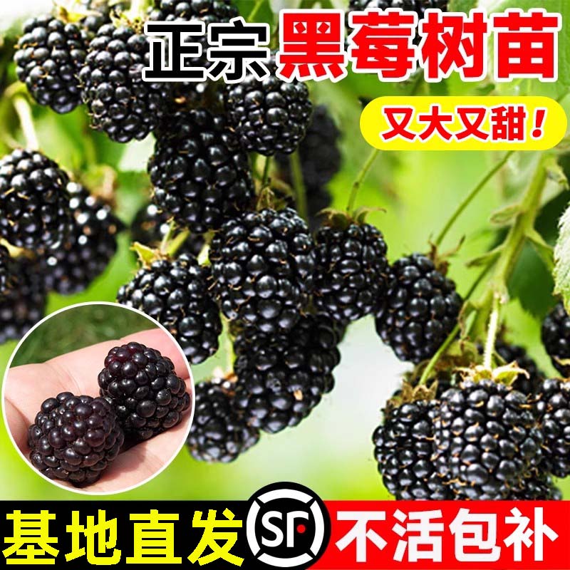 黑莓树苗树莓苗当年结果不活包补