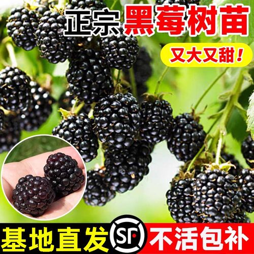 黑莓树苗树莓苗当年结果不活包补