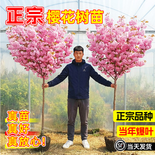 樱花树苗重瓣盆栽室内四季外阳台庭院植物开花绿化风景树苗木正宗