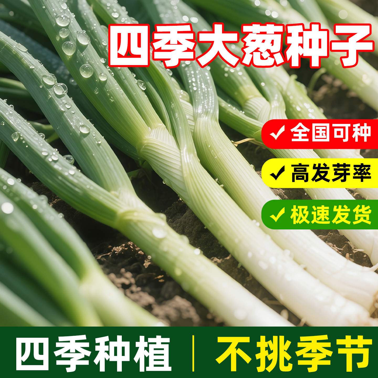 四季大葱种子章丘铁杆耐寒高产
