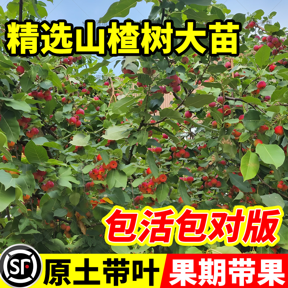 精品山楂树活苗嫁接盆栽当年结果
