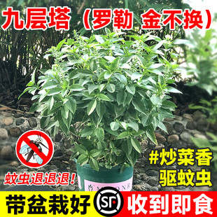 九层塔盆栽可食用新鲜罗勒迷迭薄荷香料室内庭院驱蚊植物好养绿植