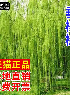 垂柳树树苗黄金柳青柳直柳树苗庭院大树绿化行道树风景树旱金丝柳