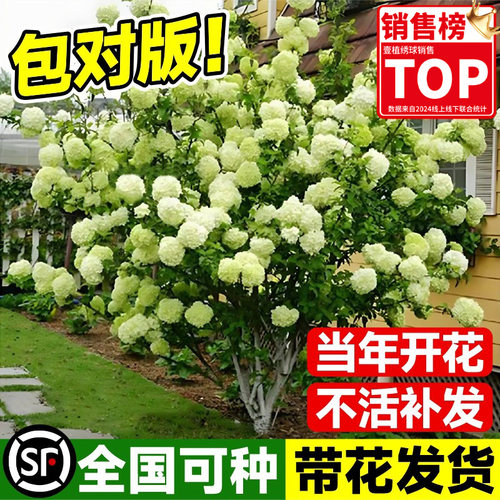 中华木绣球斗球树苗老桩白麻球苗