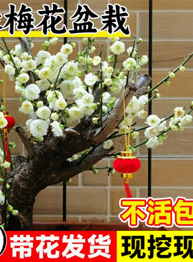 绿梅盆栽树苗室内阳台盆景庭院地栽四季开花卉绿植带花腊梅花老桩