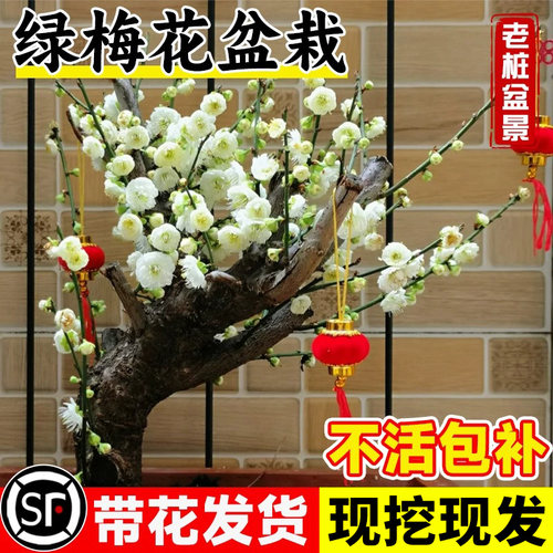 绿梅盆栽树苗室内阳台盆景庭院地栽四季开 花卉绿植带花腊梅花老
