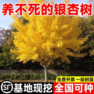 金叶银杏树活苗室外白果树苗庭院盆景盆栽园林工程绿化大树风景树