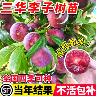 李子树苗正宗蜂糖红心冰糖三华李子南方种植地栽新品种嫁接果树苗