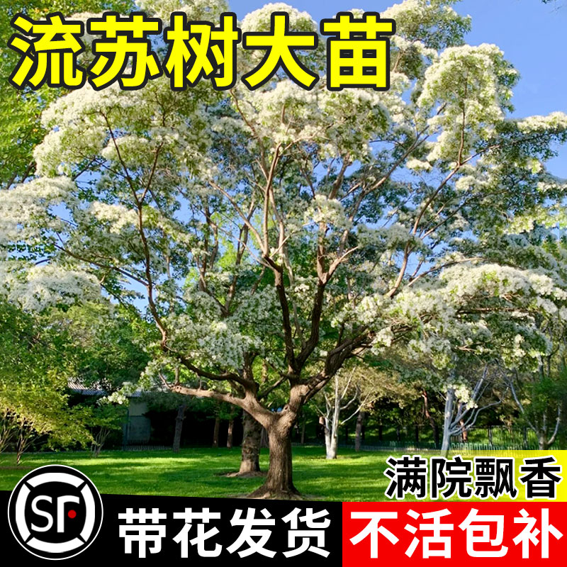 流苏花树苗庭院盆栽梦幻四月雪嫁接大树四季开花地栽苗木花卉绿植-封面