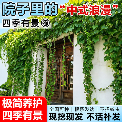 爬山虎爬藤植物四季常青不落