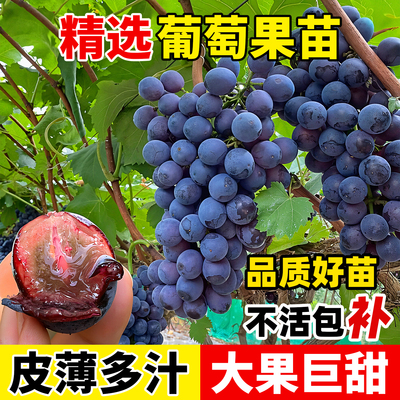 葡萄树苗巨峰老桩南北方种植耐寒