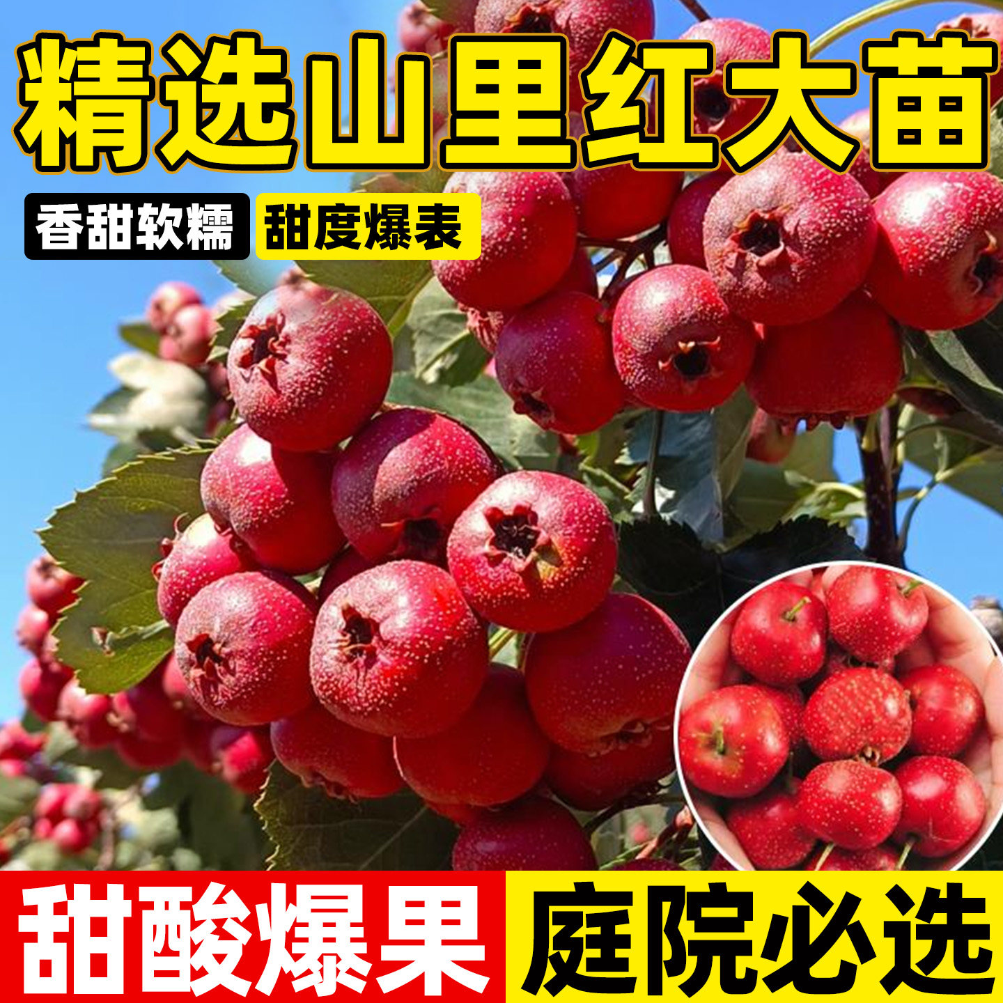 正宗山里红山楂树活苗盆栽大金星南北方种植果苗庭院地栽当年结果,鲜花速递/花卉仿真/绿植园艺,果树,淘宝优惠券,粉丝福利购,淘宝优惠卷