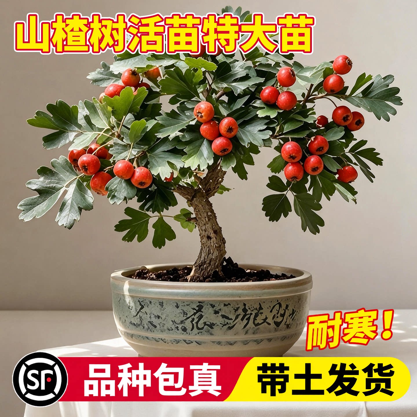 山楂树苗耐寒耐旱特大无籽甜红子图片