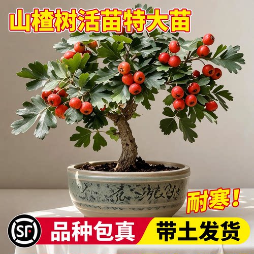 山楂树苗耐寒耐旱特大无籽甜红子